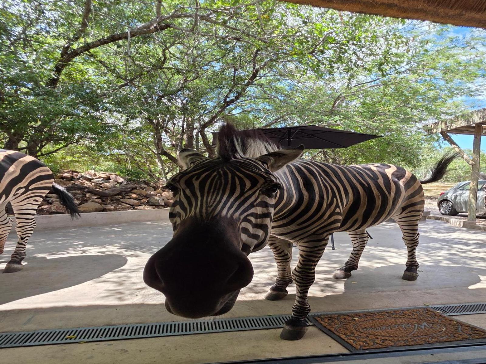 Honey Badger Safari House Villa Marloth Park Eksteriør billede